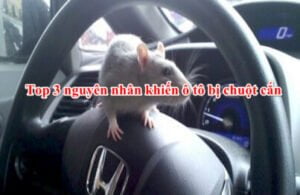 chuot vao o to 403x262 1