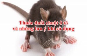 icar.vn thuoc duoi chuot o to va nhung luu y khi su dung thuoc duoi chuot o to va nhung luu y khi su dung 3 403x262 1